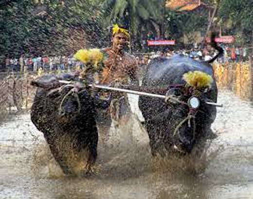 Kambala